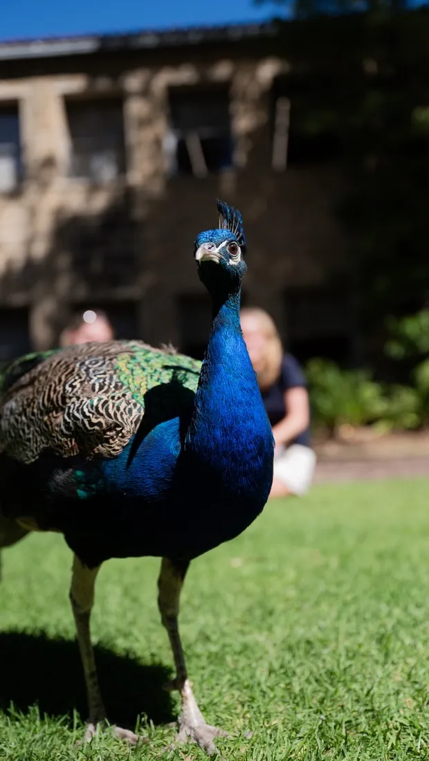 You’ve been blessed by our majestic peacock 🦚 Send this to your friends to bless their last days of exams 📚