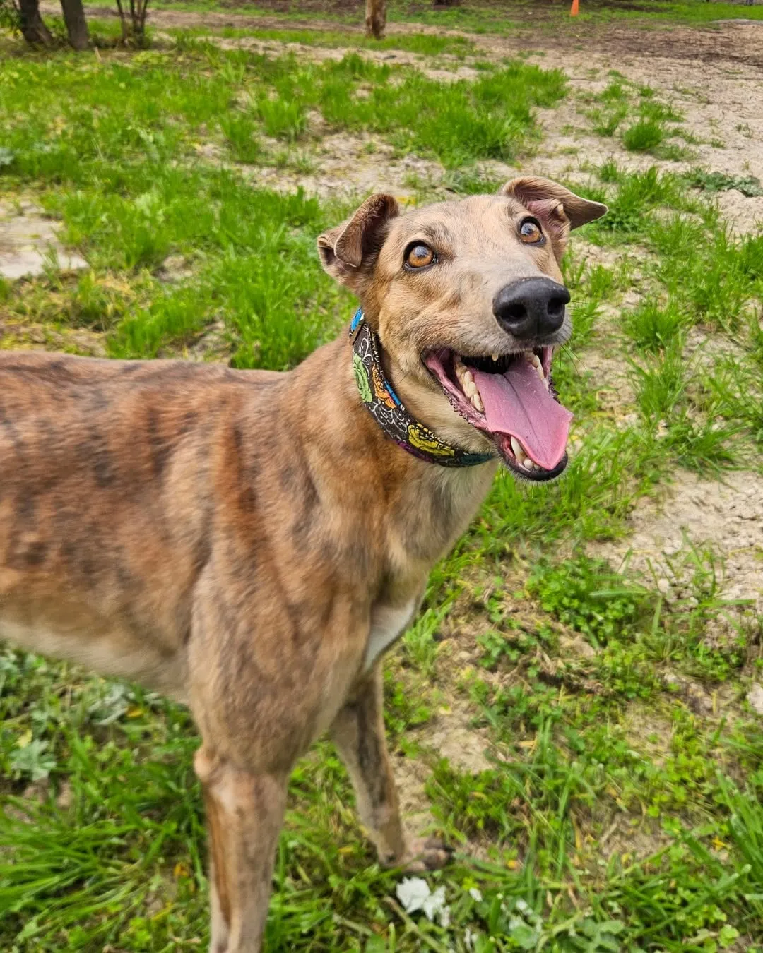 🐾 Meet Izzy! 🐾 Izzy is a cuddly, affectionate and gentle 3-year-old greyhound who adores people. She loves toys, short walks or zoomies, but is equally happy relaxing at home after her adventures. 

A racing injury left Izzy with a permanent limp, but it doesn’t stop her enjoying life! She’d love a quieter home where exercise is minimal or controlled. 

Izzy is best suited as an only dog or with an independent and tolerant medium–large dog. She is apartment or small yard suitable, best with children 10+, and no cats or pocket pets. 

Could this sweet girl be your perfect companion? 💗 Adopt Izzy today through our Gilles Plains campus PETSinTuition via link in our bio.