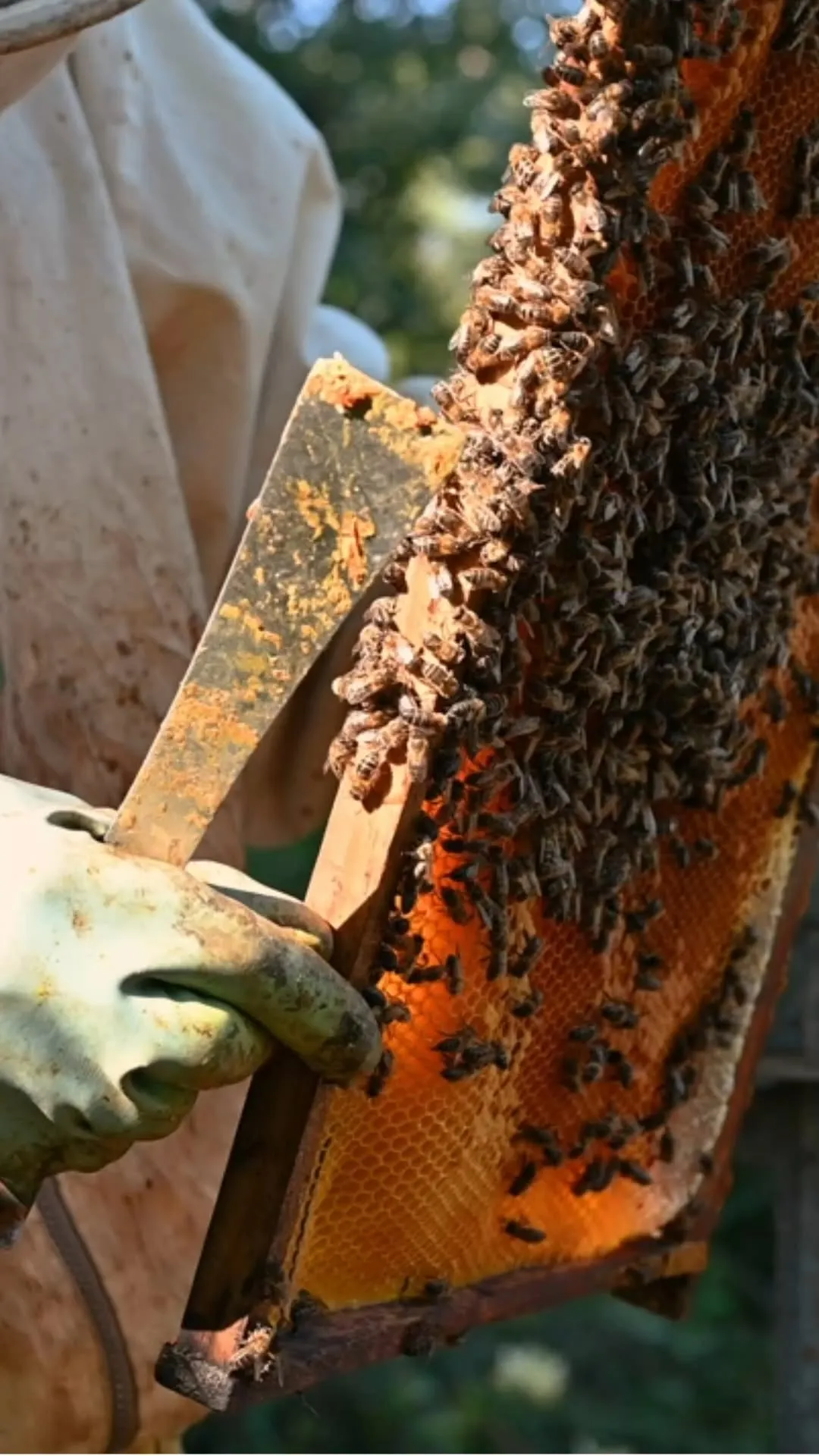 Keen to keep bees? Victoria’s first Certificate III in Beekeeping AHC31824 is only at Melbourne Polytechnic.

Learn to manage hives, support pollination and produce honey at Eden Park.  Learn more and enrol at melbpo.ly/beekeeping

#MelbPoly #Beekeeping #Horticulture #UrbanFarming