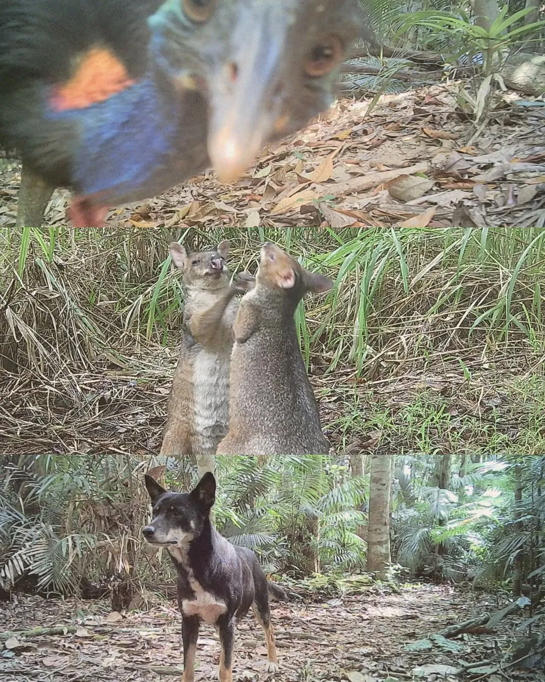The power of AI has been harnessed to rapidly clear a photography bottleneck and bring greater coordination and computing power to efforts to save Australian animals from extinction. 

Developed by researchers at The University of Queensland, the Wildlife Observatory of Australia (WildObs) can quickly analyse millions of images taken by hidden wildlife cameras, meaning faster, more accurate data to guide conservation work. 

Associate Professor Matthew Luskin from UQ’s School of the Environment said the new cloud-based, easy to use, artificial intelligence-powered image platform was revolutionary.

“Affordable cameras can discreetly capture wildlife while strapped to trees and left for months so there are now thousands of projects across Australia collecting millions of images and videos,” Dr Luskin said. 


Head to UQ News 🔗in bio for the full article