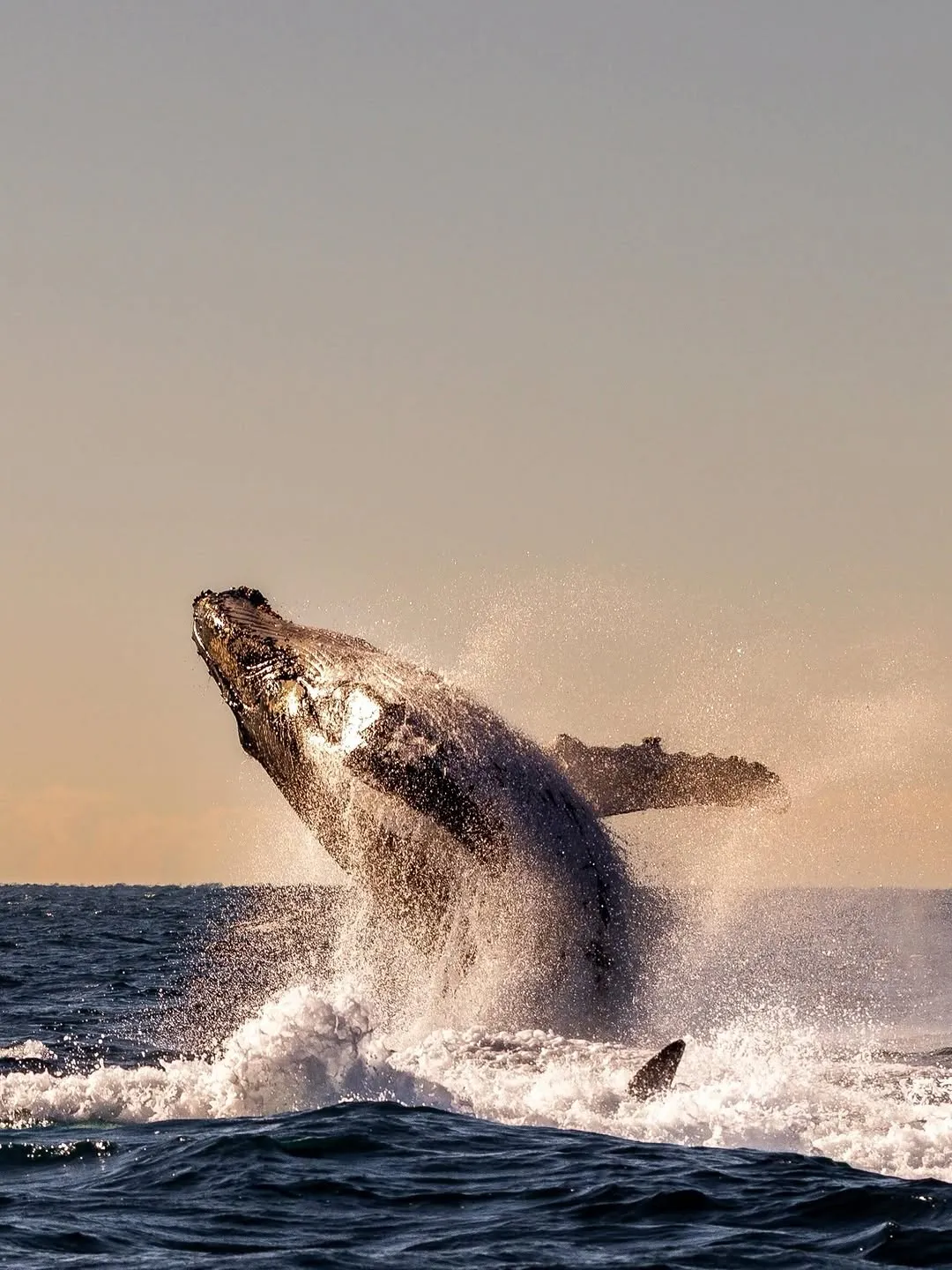 Whale season is so back 🐳 ✨ 

📸 @daily_salt